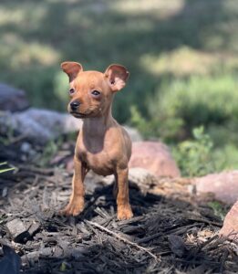 Min Pin breeders