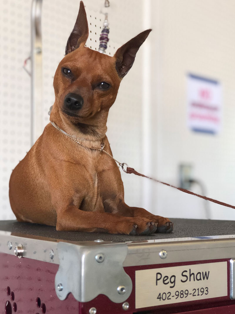 Shaw Chinese Crested and Miniature Pinscher Puppy Breeder