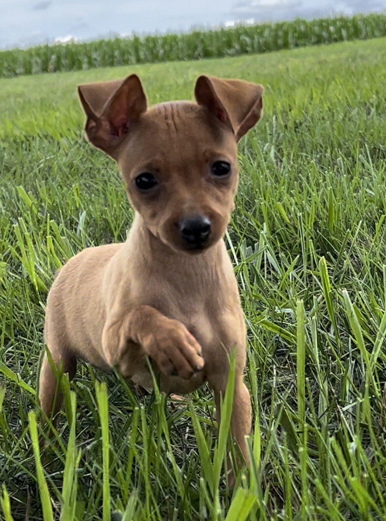 Min Pins for Sale Toy Dogs Show Dog Breeder