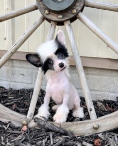 cute puppy Chinese Crested dog for sale