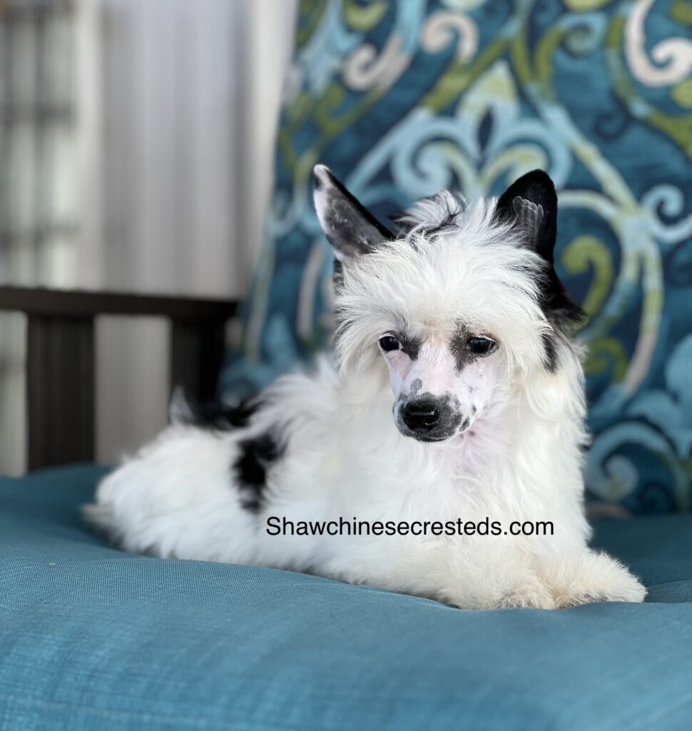 Akc deals chinese crested