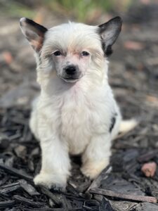 Chinese Crested breeders