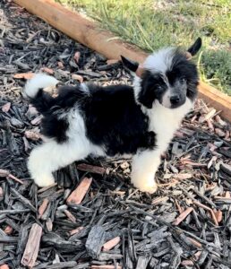 Chinese Crested puppies for sale