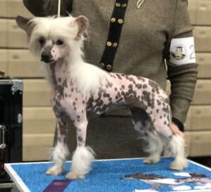 Chinese Crested Breeders