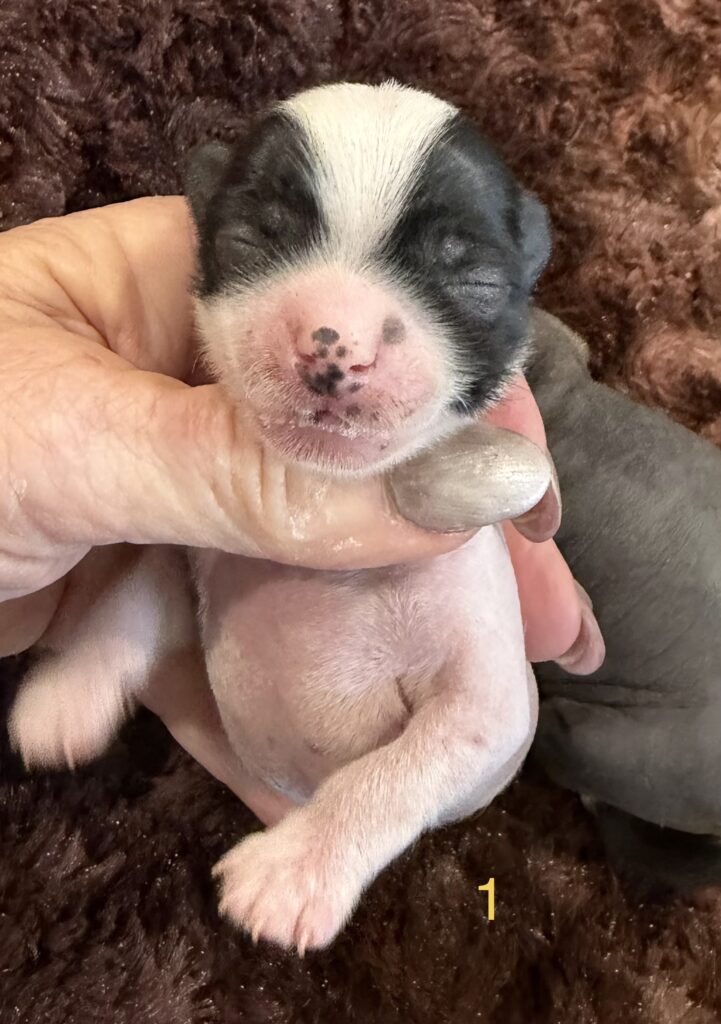 6a63065b 5c7c 454c a9f4 b8389c8ec374