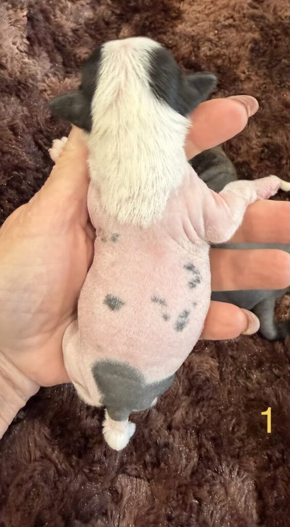 7944e7e2 0e96 45dc 8f68 eb6124ac932e