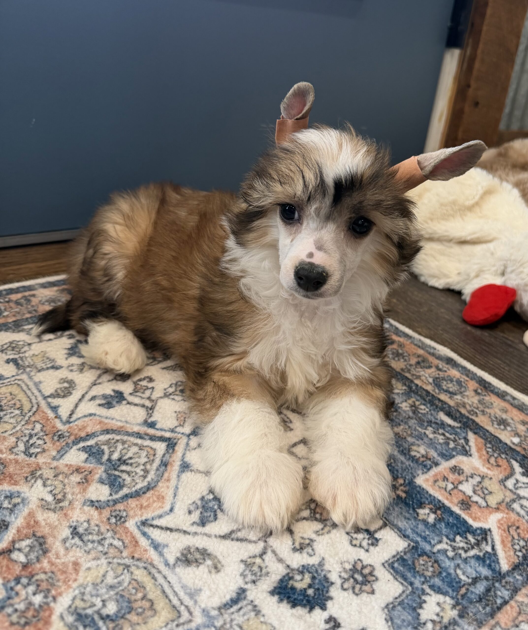 3950cd57 3cba 432b b202 60233bcd92ac